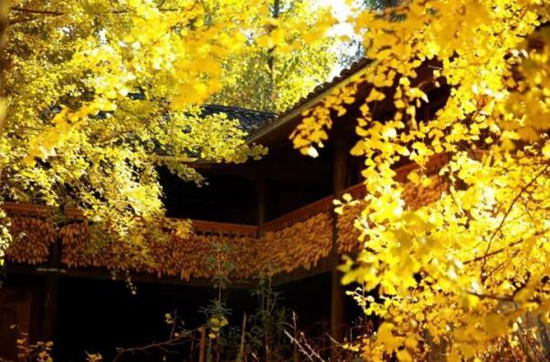 在最美的季節(jié)遇見你 雅居樂“上山下?！斌w驗(yàn)行